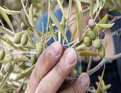 Una campagna olearia da dimenticare in Basilicata e basso Molise Dopo l'exploit della scorsa campagna olearia c'era già chi sperava in una produzione media d'olio di oliva ma le aspettative sono andate via via deluse in Basilicata e nel Molise