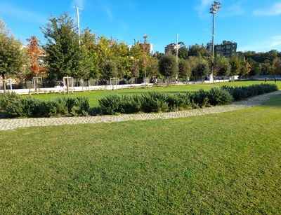 Frosinone, interventi in arrivo per il Piano di Gestione e cura degli alberi.