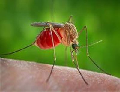 West Nile, monitoraggio in corso in Molise